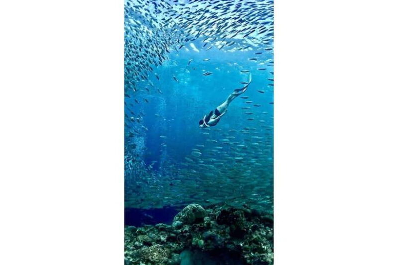 Moalboal : Scuba Diving Sardine Run and Turtle Chasing - FAQs