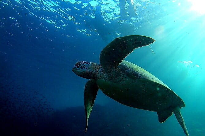 Moalboal Snorkeling, Kawasan Canyoneering with Zipline and Lunch - Starting the Day: From Cebu to Moalboal