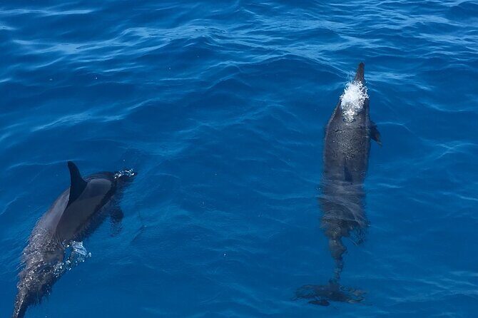 Moanas VIP Waikiki Turtle Snorkeling Experience on Nalu - FAQs