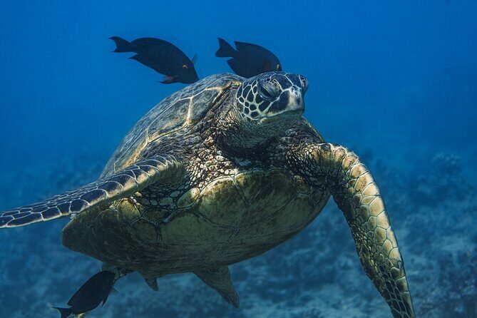 Moanas Waikk Grand Guided Turtle Snorkel & Sailing Adventure - The Experience: What to Expect