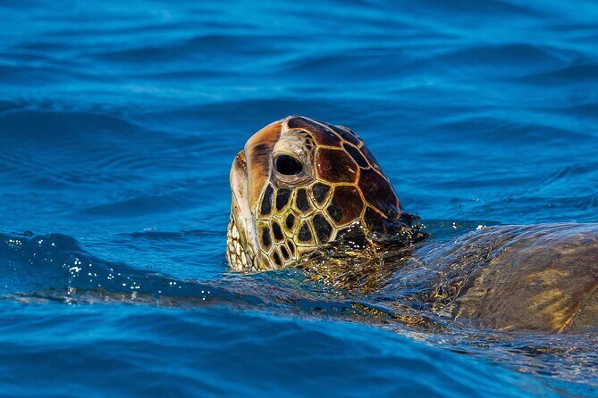 Moanas Waikk Grand Guided Turtle Snorkel & Sailing Adventure - Practical Tips for Your Trip
