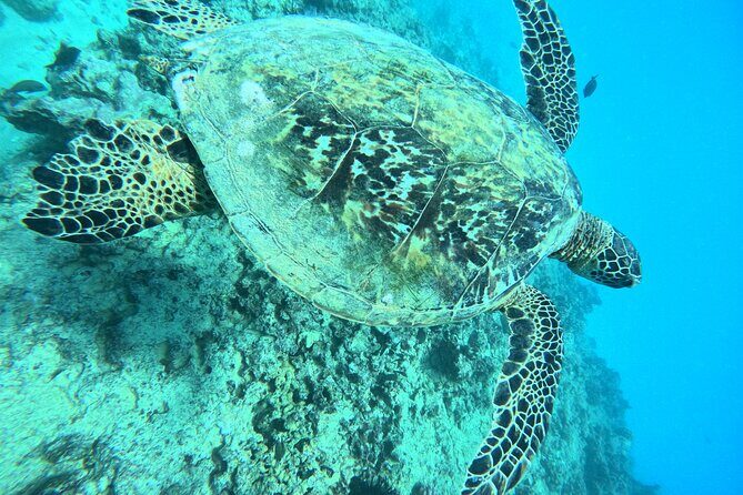 Moanas Waikk Grand Guided Turtle Snorkel & Sailing Adventure - The Sum Up