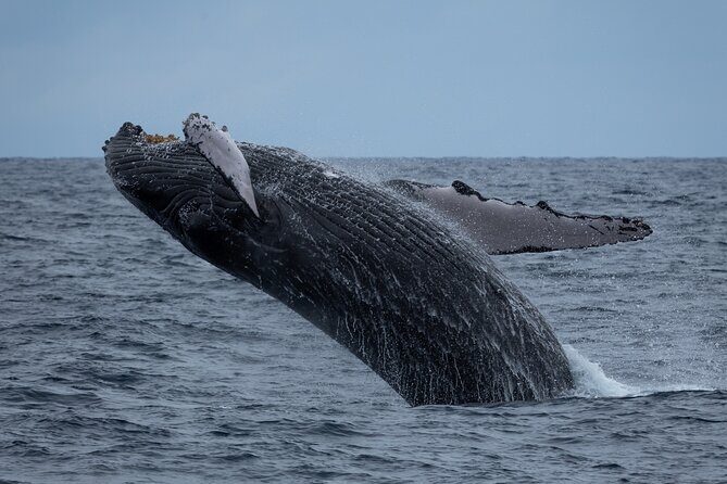 Moanas Waikk Whale Watching Exploration - Analyzing the Value for Money