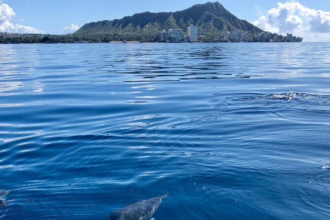 Moanas Waikk Whale Watching Exploration - Authentic Voice from Real Travelers