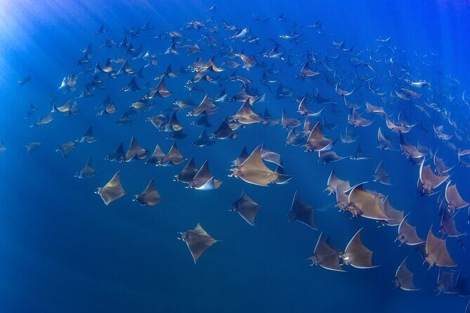 Mobula Ray and Ocean Safari Day Trip - FAQs