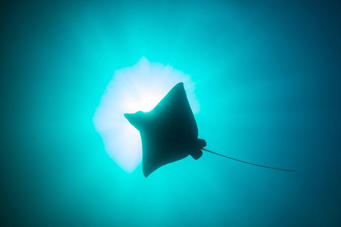 Mobula Ray Snorkeling - Detailed Review of the Mobula Ray Snorkeling Tour