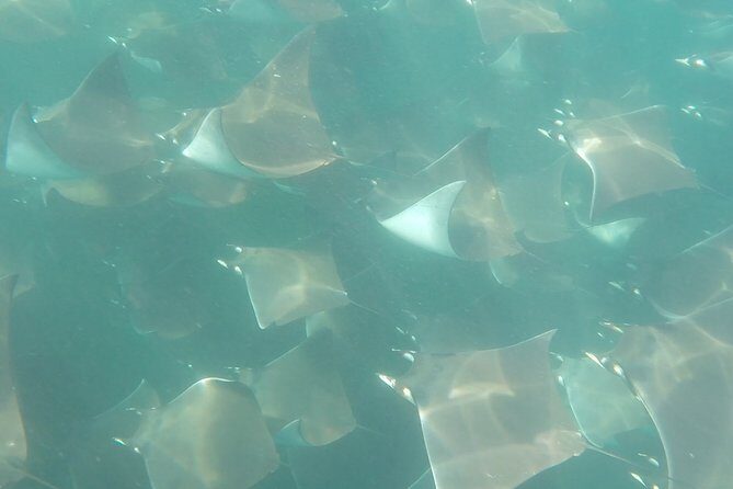 Mobula Ray Snorkeling - The Sum Up