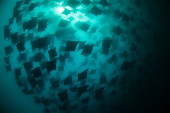 Mobula Ray Snorkeling - Frequently Asked Questions