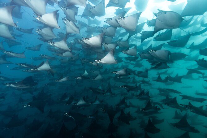 Mobulas and Cetaceans Day Trip - Discovering Baja’s Marine Wildlife