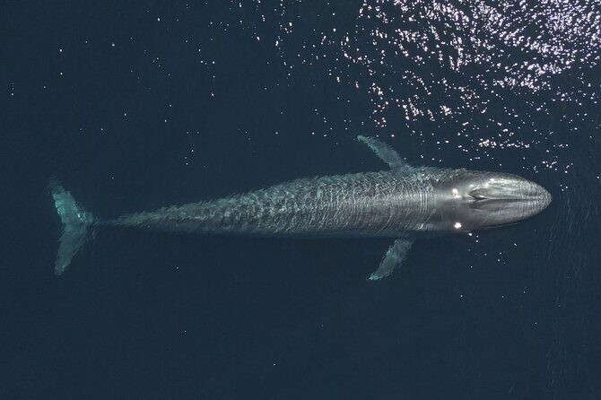 Mobulas and Cetaceans Day Trip - Who Will Love This Trip?