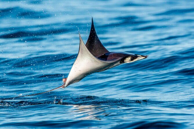 Mobulas Safari and Wildlife in La Ventana with a Marine Biologist - Exploring the Mobulas Safari and Wildlife Tour in La Ventana: A Review