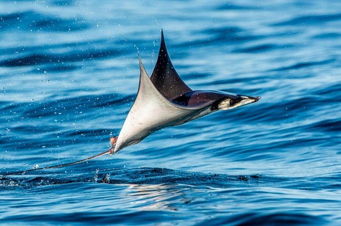 Mobulas Safari and Wildlife in La Ventana with a Marine Biologist - Authenticity and the Experience of a Lifetime