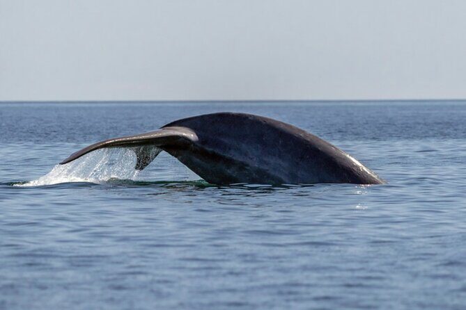 Mobulas Safari and Wildlife in La Ventana with a Marine Biologist - Is This Tour Right for You?