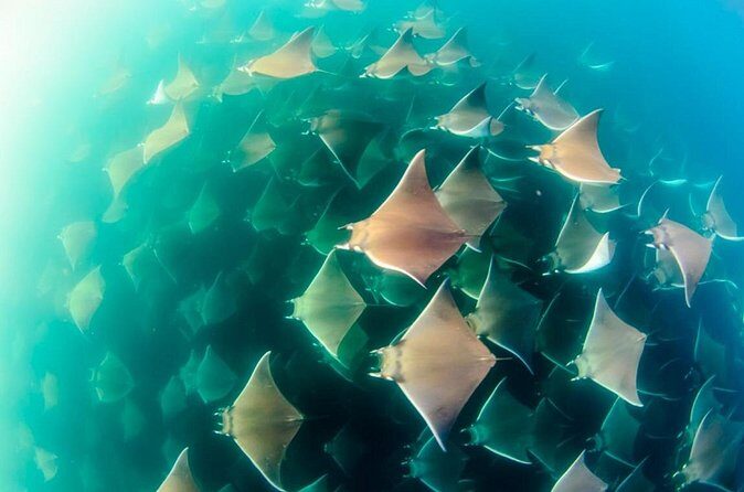 Mobulas Safari and Wildlife in La Ventana with a Marine Biologist - FAQ: Your Questions About the Tour