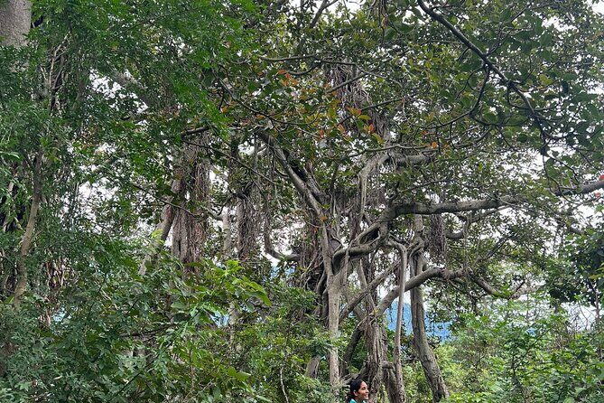 Moderate Himalayan Treks Near Rishikesh From Delhi - Authentic Experiences Highlighted in Reviews