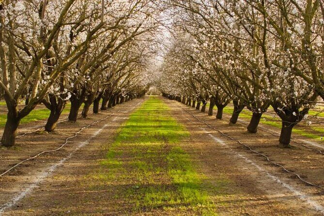 Modesto Almond Blossom Tour: Explore & Discover - Audio Tour - Introduction to the Modesto Almond Blossom Tour
