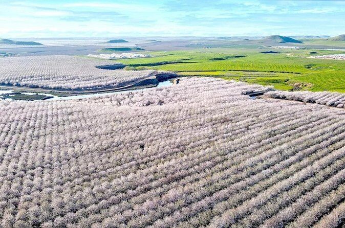 Modesto Almond Blossom Tour: Explore & Discover - Audio Tour - Who Should Consider This Tour?