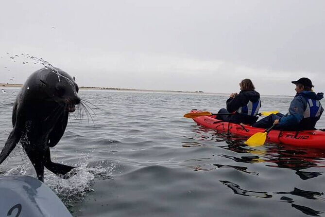 Mola Mola Kayaking Experience with a Licensed Guide - The Itinerary Breakdown: What to Expect