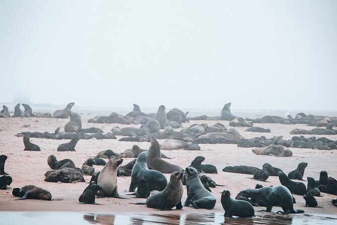 Mola Mola Marine Dolphin Cruise & Beach Braai on Pelican Point - A Closer Look at the Experience