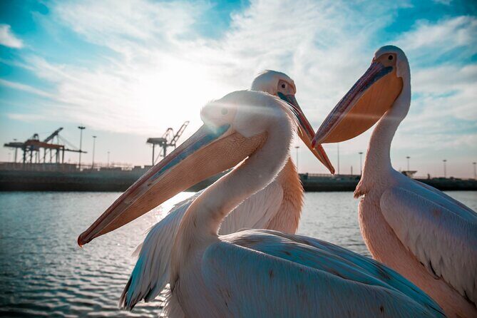 Mola Mola Marine Dolphin Cruise & Beach Braai on Pelican Point - Who Will Love This Tour?