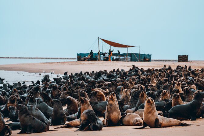Mola Mola Marine Dolphin Cruise & Beach Braai on Pelican Point - FAQ about the Mola Mola Marine Dolphin Cruise & Beach Braai