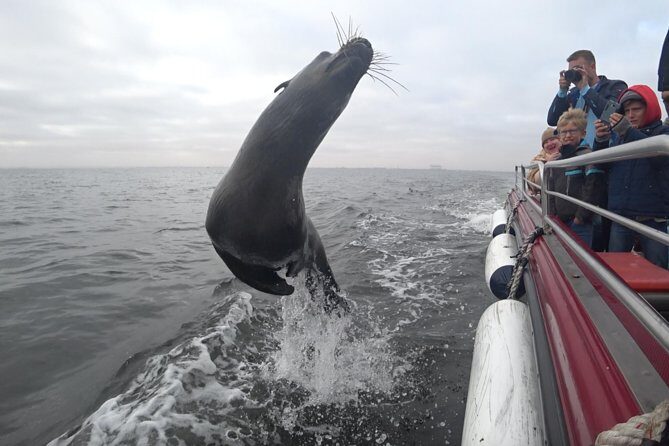 Mola Mola Marine Dolphin Cruise from the Walvis Bay Waterfront to Pelican Point - A Closer Look at the Walvis Bay Dolphin Cruise