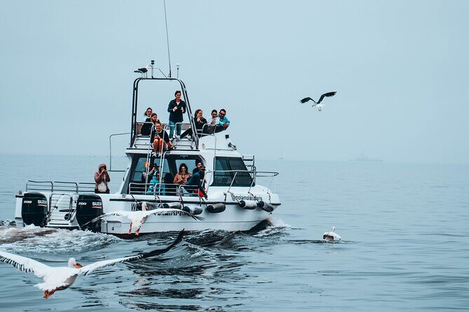 Mola Mola Marine Dolphin Cruise from the Walvis Bay Waterfront to Pelican Point - Authentic Experiences & Authenticity