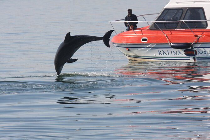 Mola Mola Marine Dolphin Cruise from the Walvis Bay Waterfront to Pelican Point - Who Should Consider This Tour?