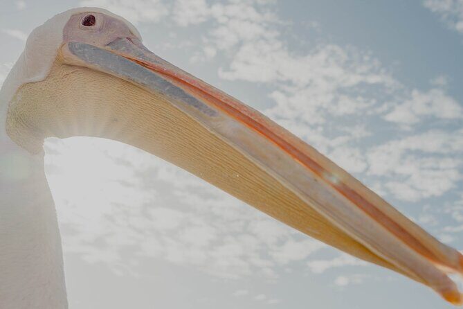 Mola Mola Marine Dolphin Cruise from the Walvis Bay Waterfront to Pelican Point - FAQ