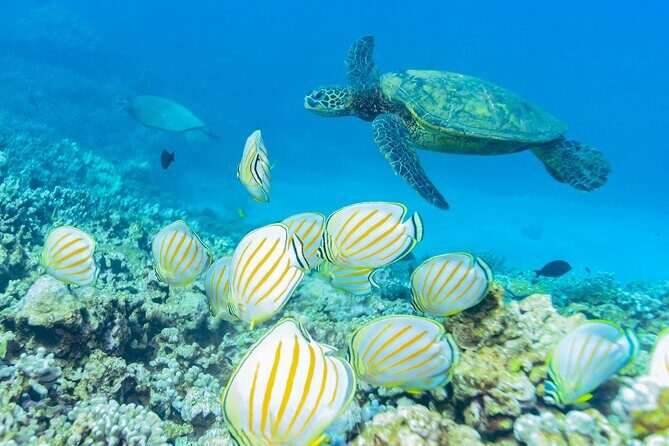 Molokini Crater and Turtle Town Snorkeling From Kihei - Frequently Asked Questions