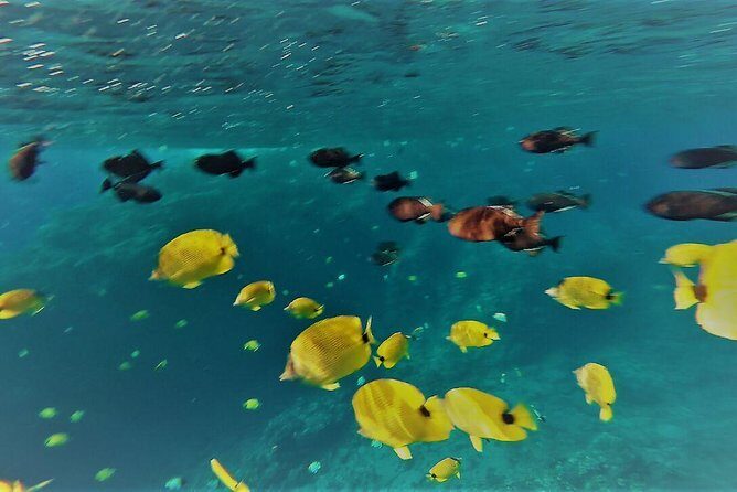 Molokini Crater Zodiac Adventure: Snorkel and Turtle Cove Swim - FAQs