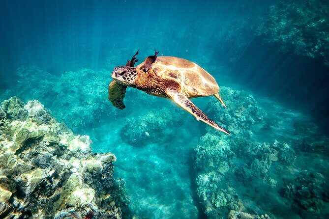 Molokini Snorkel Trip 2-Hour From Kihei - An Honest Look at the Snorkel Tour Experience