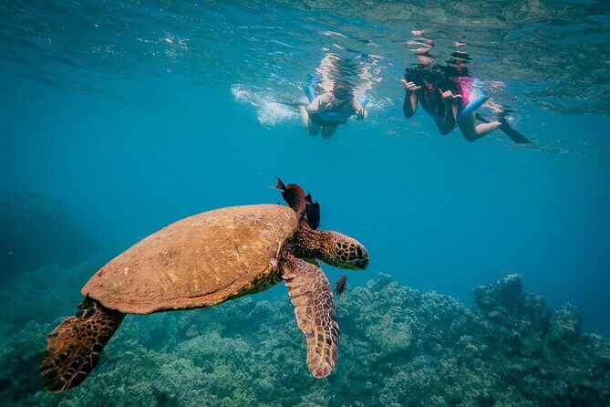 Molokini Snorkel Trip 2-Hour From Kihei - FAQ