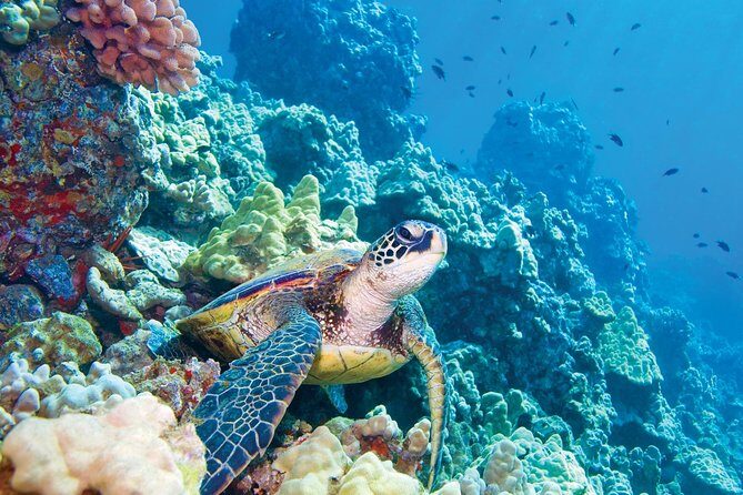 Molokini & Turtle Adventure: Small Group from Ma'alaea Harbor - What Makes This Tour Stand Out?