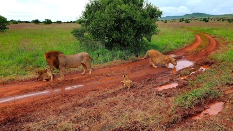 Mombasa: 2-Day Safari to Taita Hills Game Sanctuary - Authenticity and Past Review Insights
