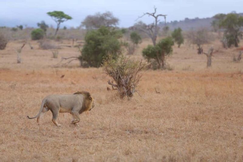 Mombasa: 3-Day Amboseli and Tsavo West Safari - Key Points