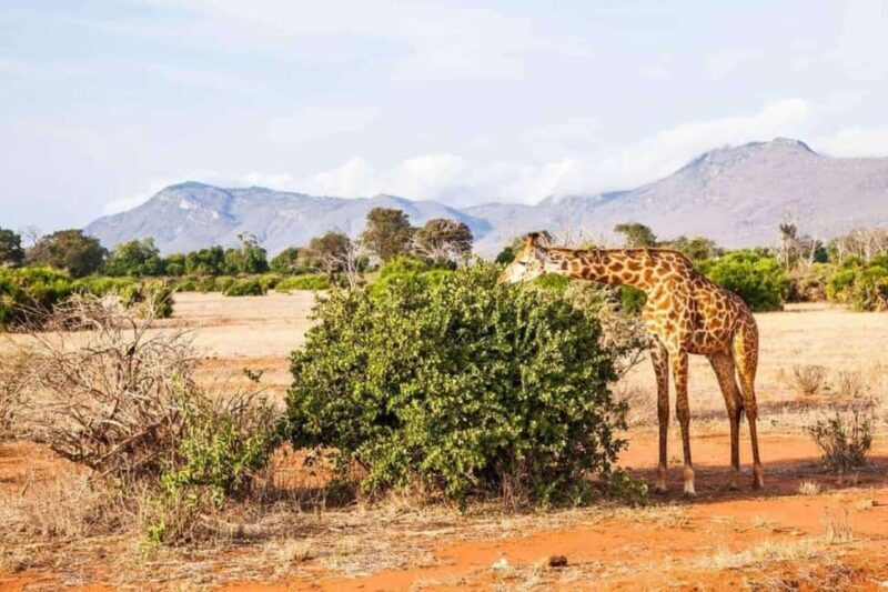 Mombasa: 3-Day Amboseli and Tsavo West Safari - A Deep Dive into the Experience
