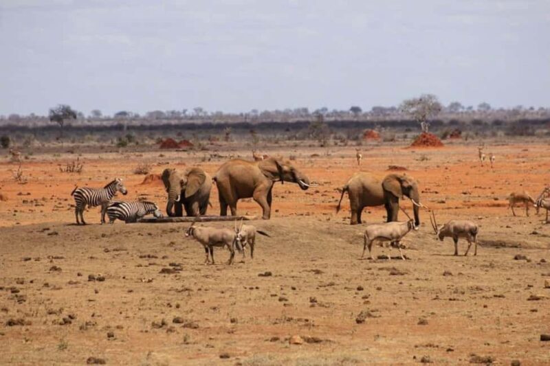 Mombasa: 3-Day Amboseli and Tsavo West Safari - The Sum Up: Is It Worth It?