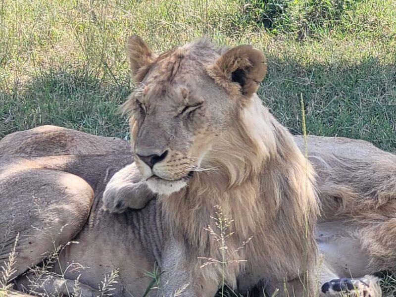 Mombasa: 3-Day Tsavo East and West Safari with Accommodation - Key Points