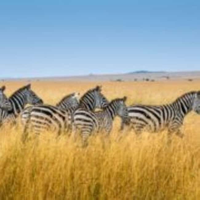 Mombasa: 3 Days, 2 nights Safari to Tsavo West from Mombasa - Analyzing the Value