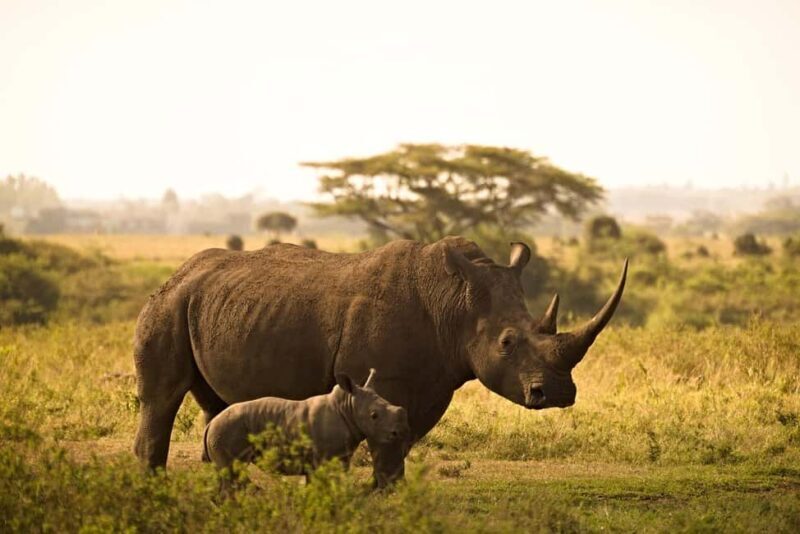 Mombasa: 3-Days 2-Nights Tsavo East and West Private Safari. - The Experience of Staying in Lodges