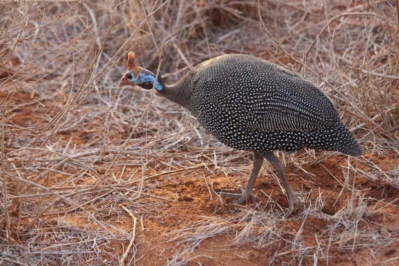 Mombasa: 3-Days 2-Nights Tsavo East and West Private Safari. - Guides and Transportation: What Sets This Tour Apart