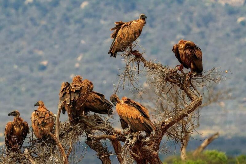 Mombasa: 3-Days 2-Nights Tsavo East and West Private Safari. - FAQ