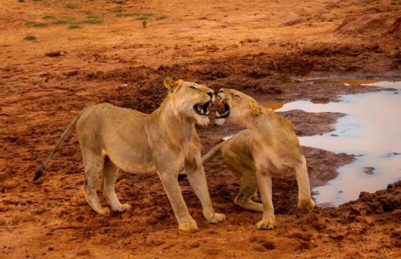 Mombasa: 4-Day Safari to Tsavo East, Tsavo West & Amboseli - Key Points