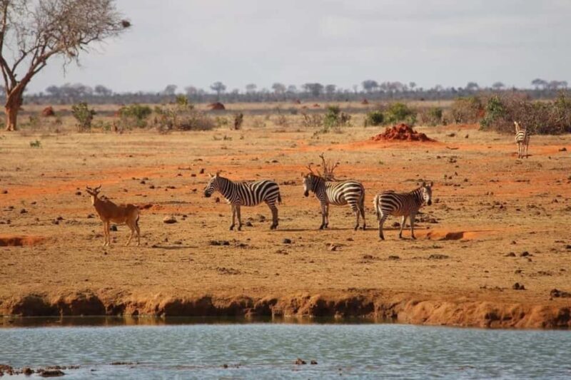 Mombasa: 4-Day Safari to Tsavo East, Tsavo West & Amboseli - Why This Tour Might Be Right for You