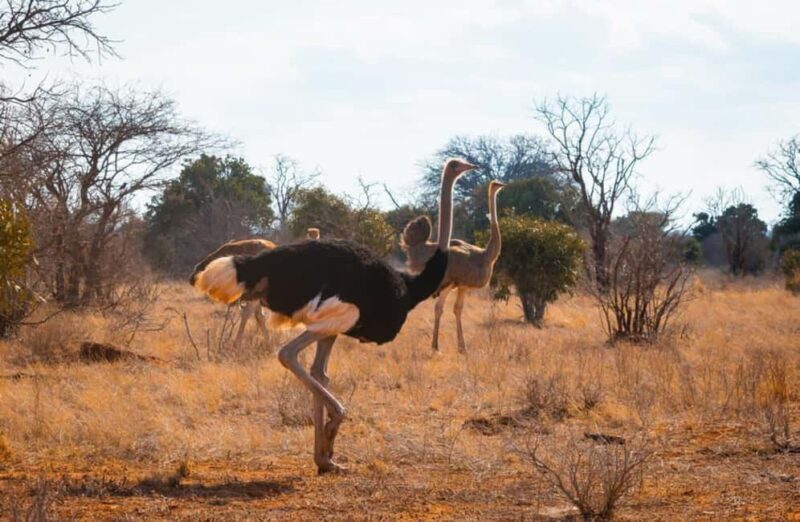 Mombasa: 4-Day Safari to Tsavo East, Tsavo West & Amboseli - Frequently Asked Questions