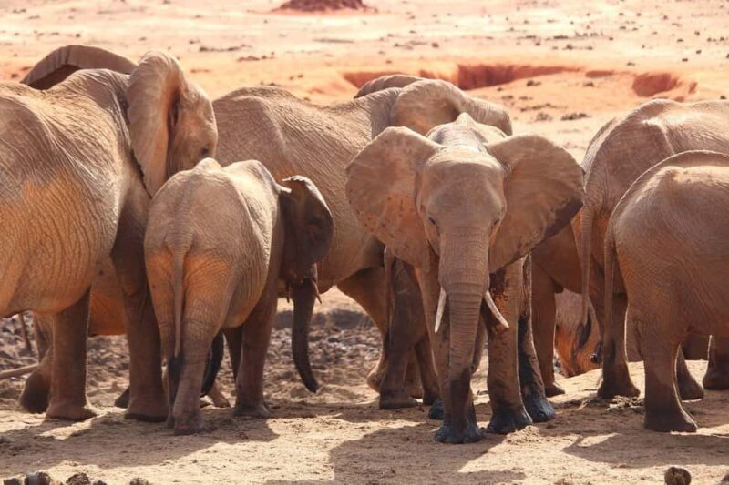 Mombasa: 5-Day Tsavo East, West, and Saltlick Lodge Safari - Authentic Experiences and Reviews