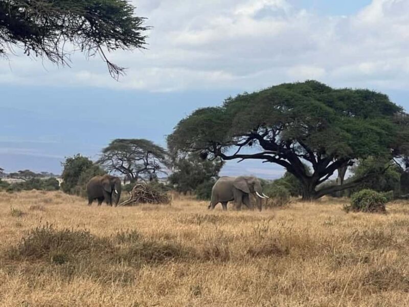 Mombasa: 6-Day Tsavo West, Tsavo East, and Amboseli Safari - Practical Tips for Travelers