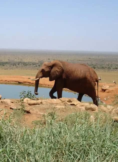 Mombasa: 6-Day Tsavo West, Tsavo East, and Amboseli Safari - The Sum Up