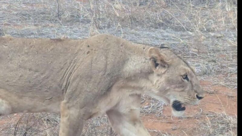 Mombasa/Diani: 2-Day Tsavo East National Park Safari - Introduction: Why This Safari Might Be Just What You’re Looking For